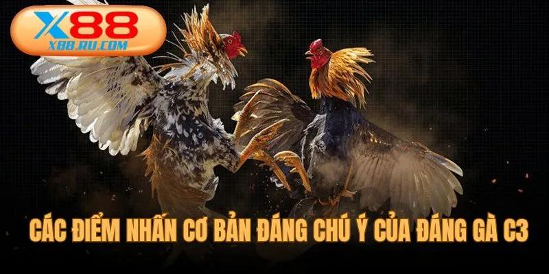 Các điểm nhấn cơ bản cần chú ý của đá gà C3