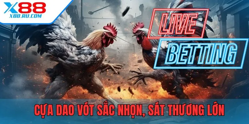 Cựa được vót sắc nhọn, sát thương cực khủng