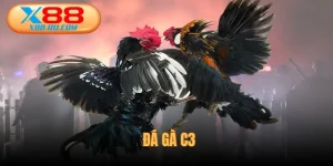 Đá gà C3 nơi bản lĩnh chiến kê X88 quyết định thành bại