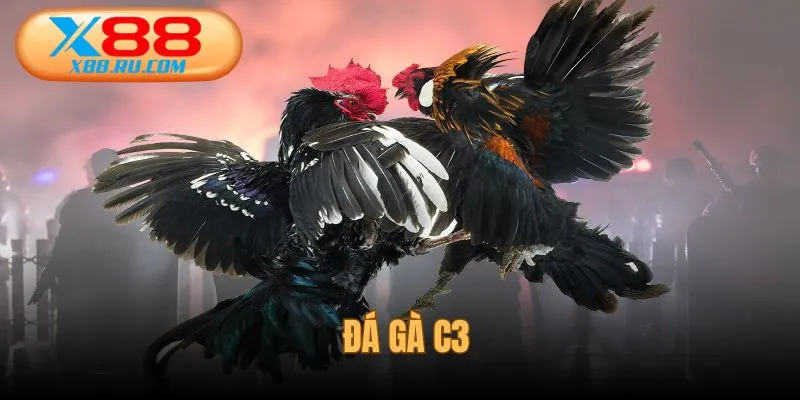 Đá gà C3 nơi bản lĩnh chiến kê X88 quyết định thành bại