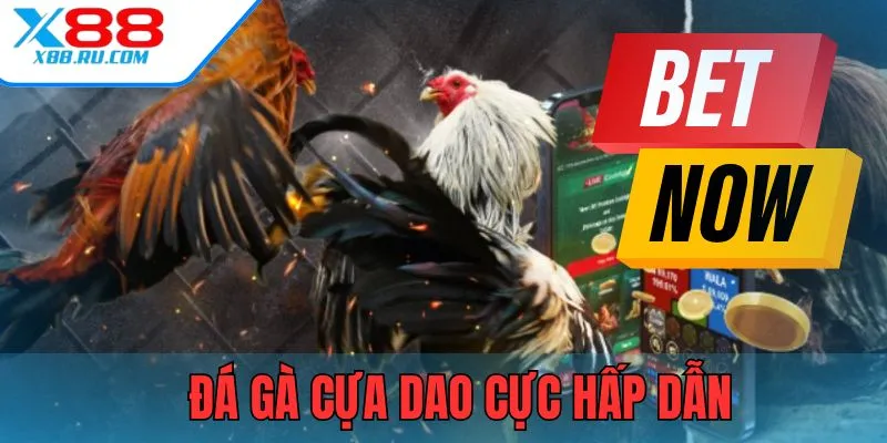 Đá gà cựa dao