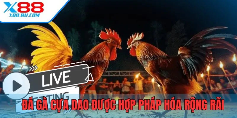 Đá gà cựa dao được hợp pháp hóa trên nhiều quốc gia