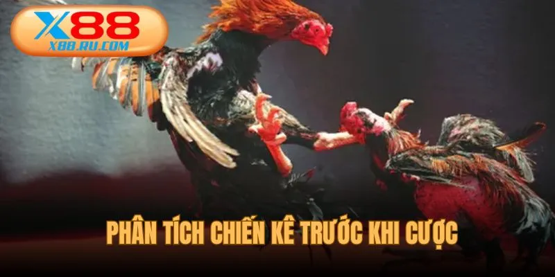 Phân tích thông số kỹ thuật chiến kê trước khi chọn cược